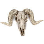 Resin Ram Skull Wall Decor