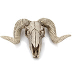 Resin Ram Skull Wall Decor
